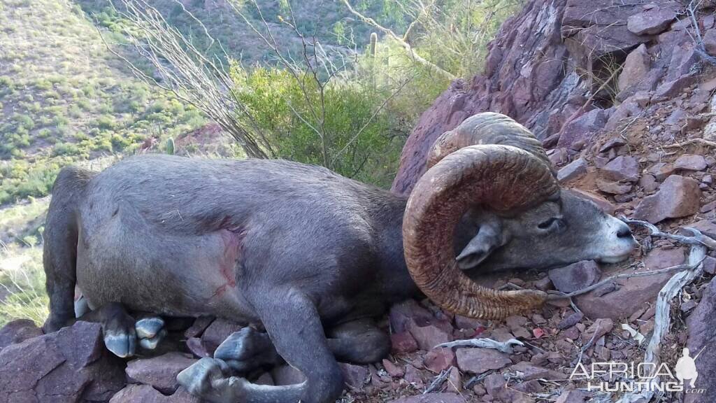 Bighorn Desert Sheep Hunt Mexico