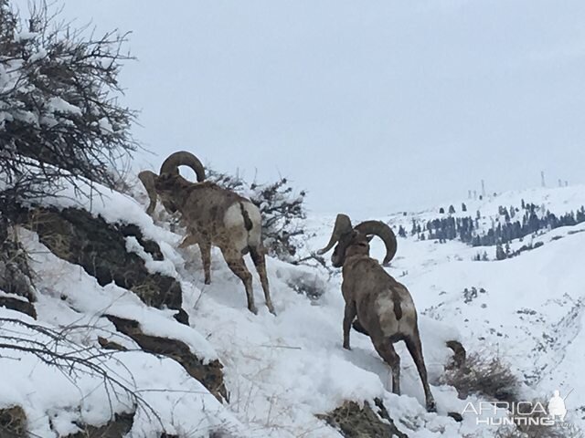 Bighorn rams