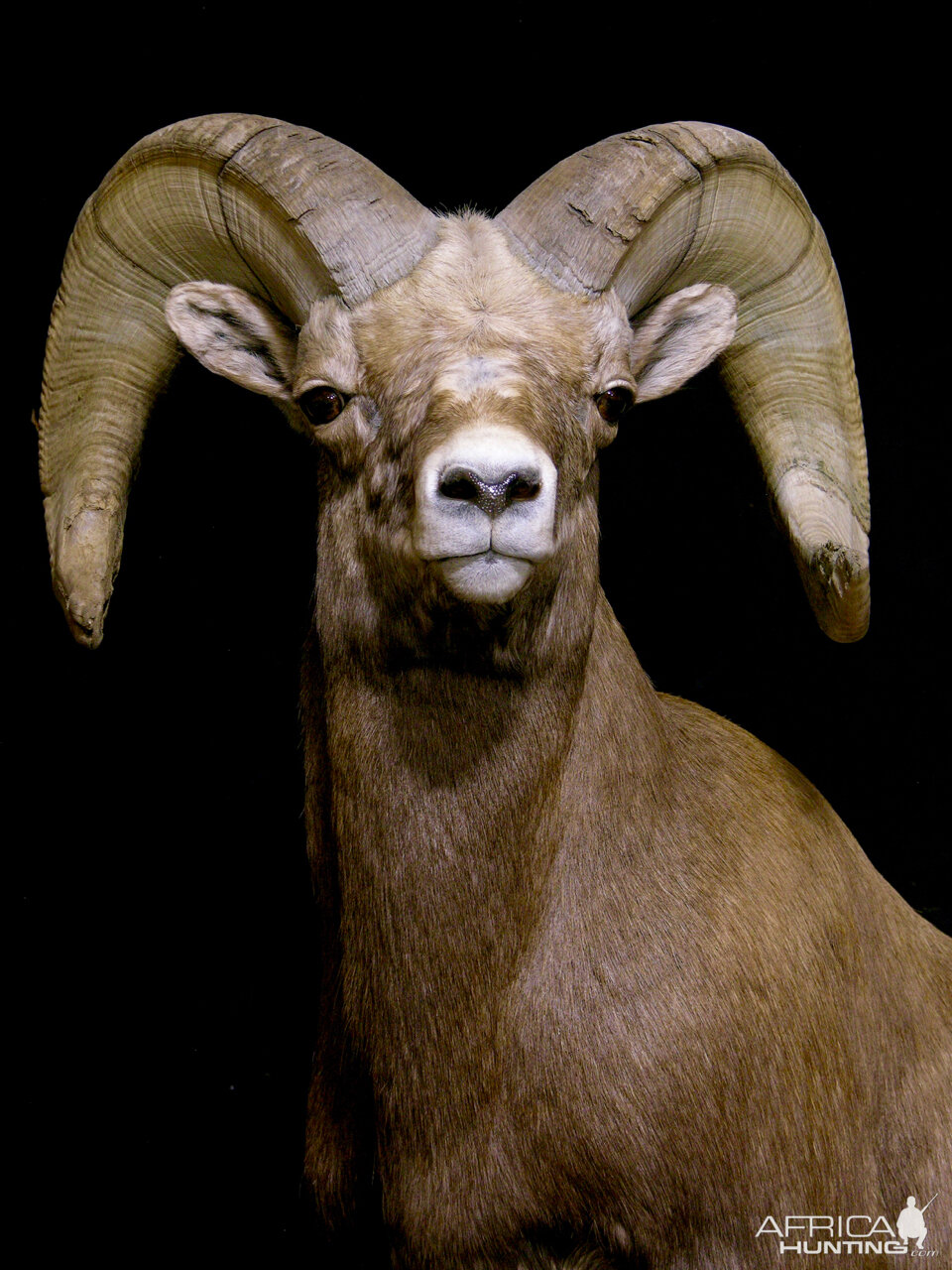 Bighorn Sheep Full Mount Taxidermy