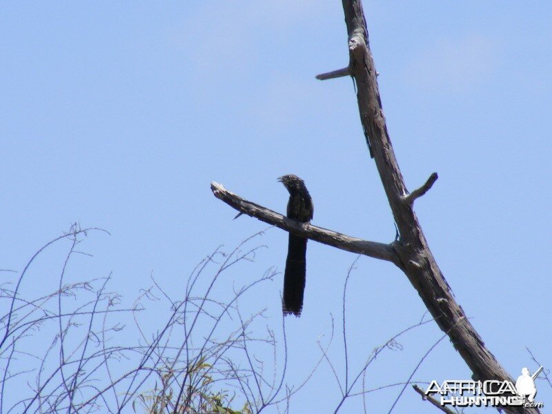 Bird Australia