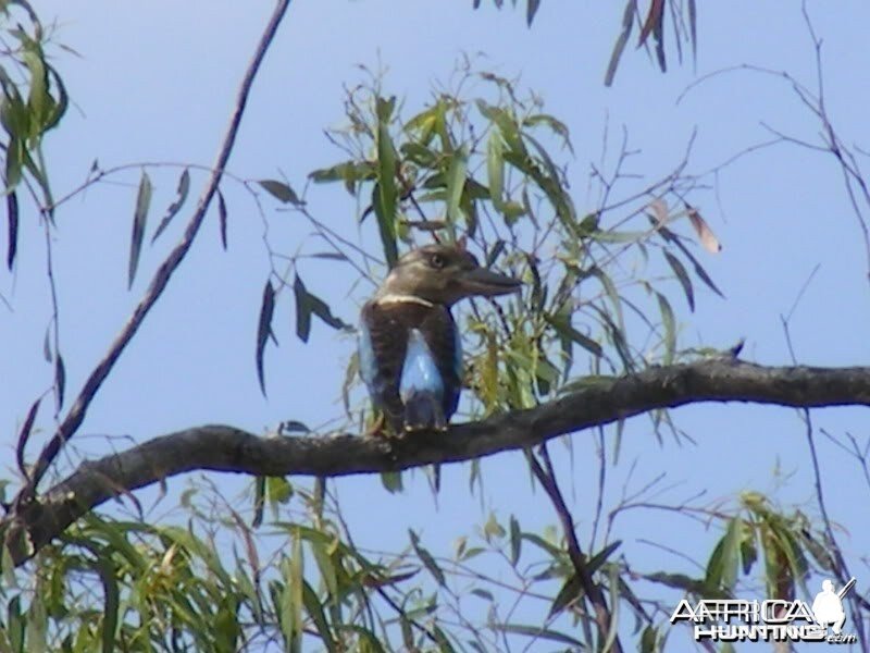 Bird Australia