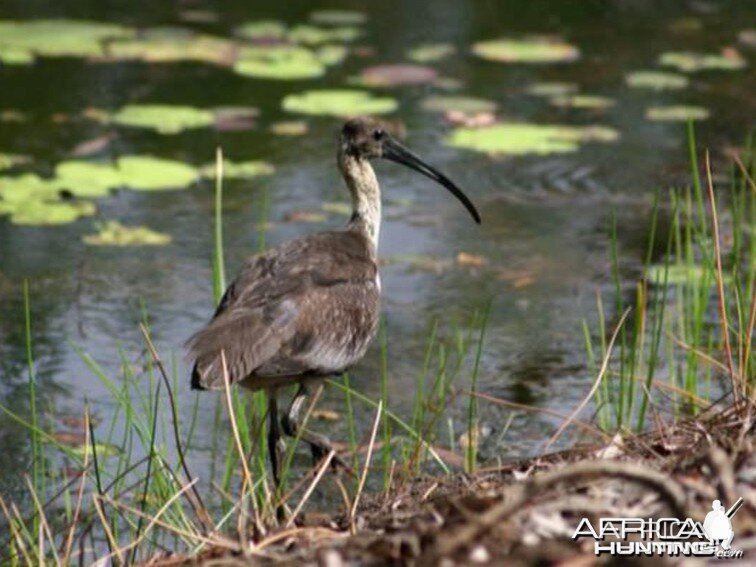 Bird Australia