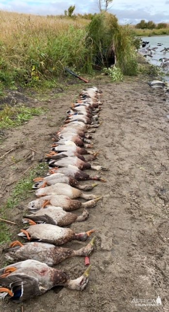 Bird Hunting Minnesota