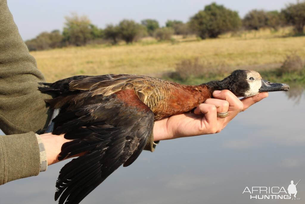 Bird Hunting South Africa Geese