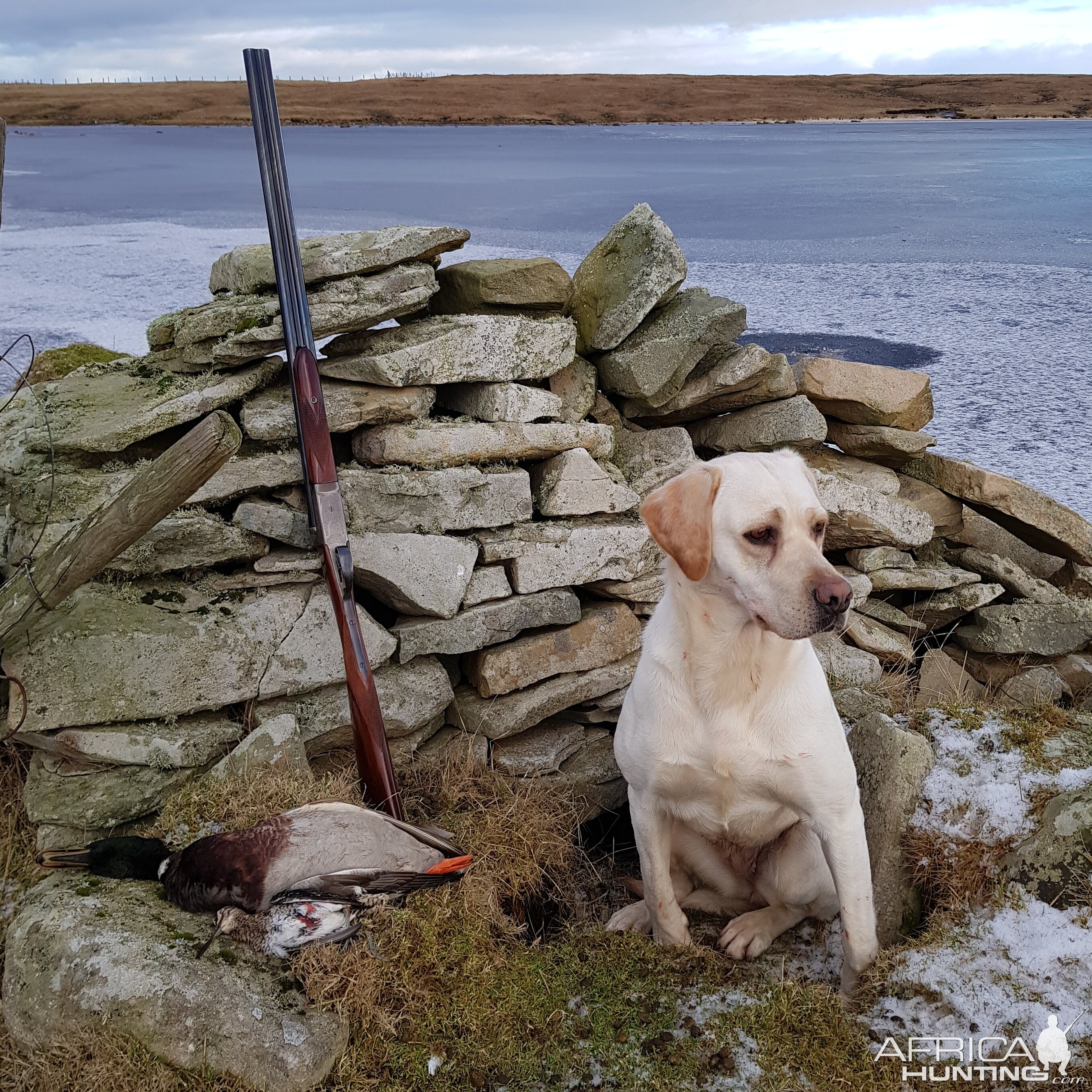 Bird Hunting With Labrador