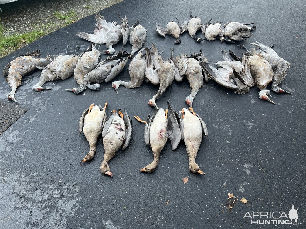 Bird Hunting