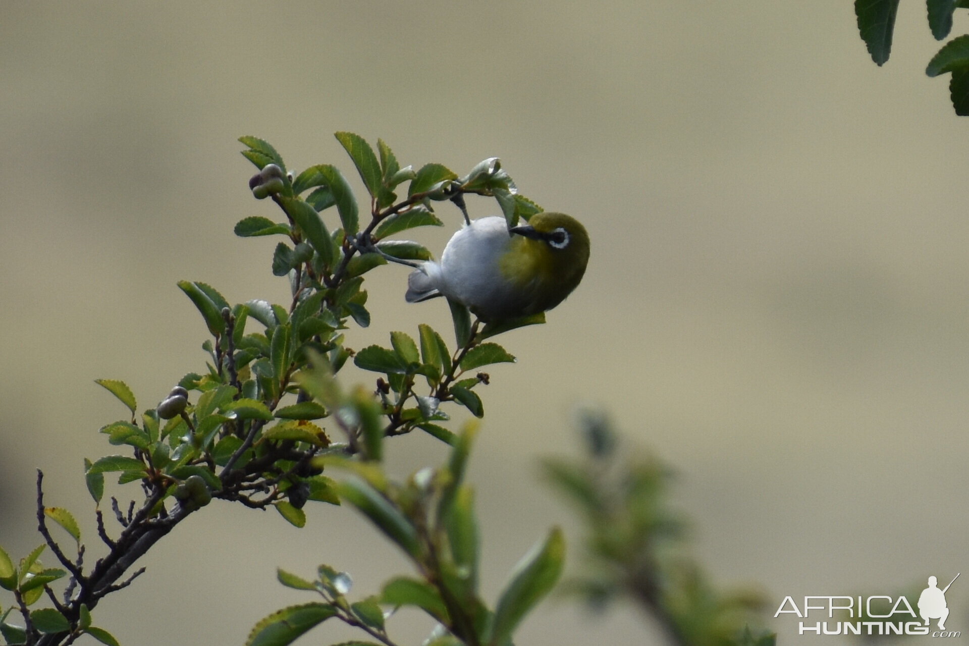 Bird Life South Africa