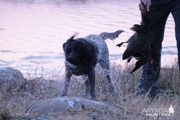 Bird Shooting Labradors in action!