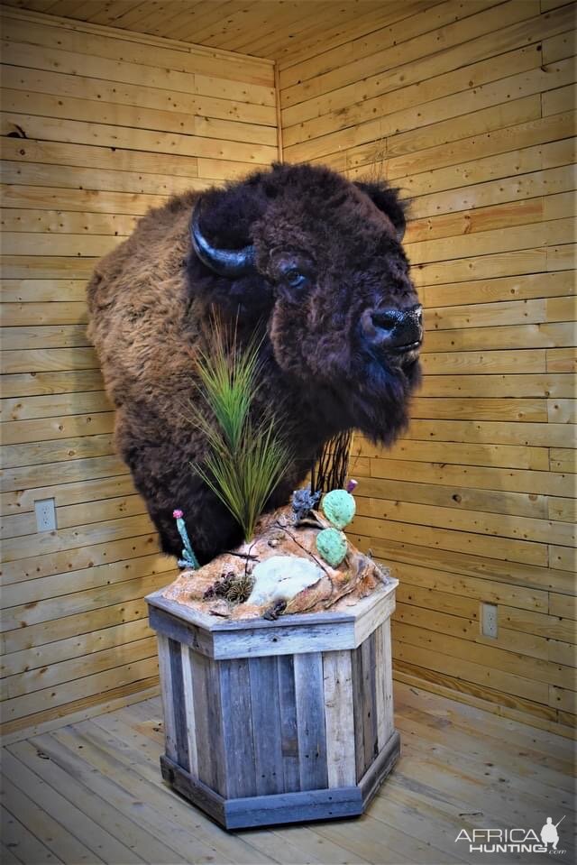 Bison Floor Pedestal Taxidermy