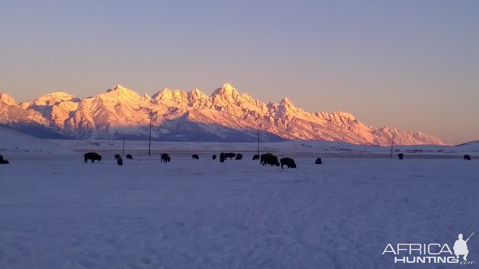 Bison Hunting In the Elk National Refuge Near Yellowstone