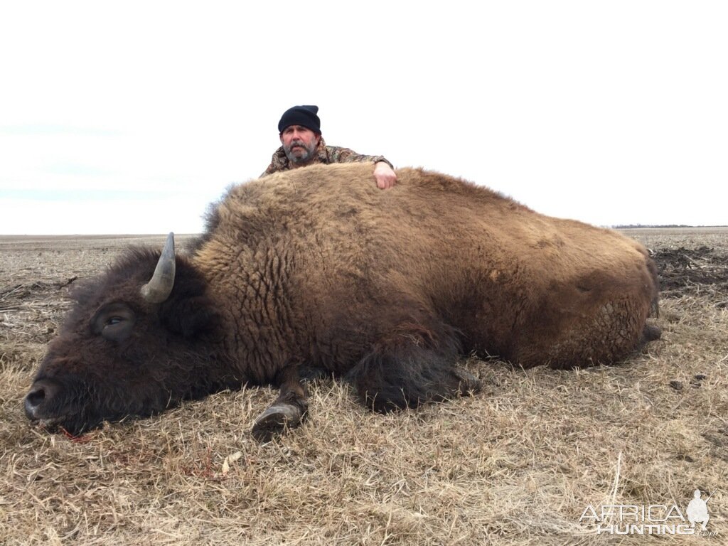 Bison Hunting South Dakota