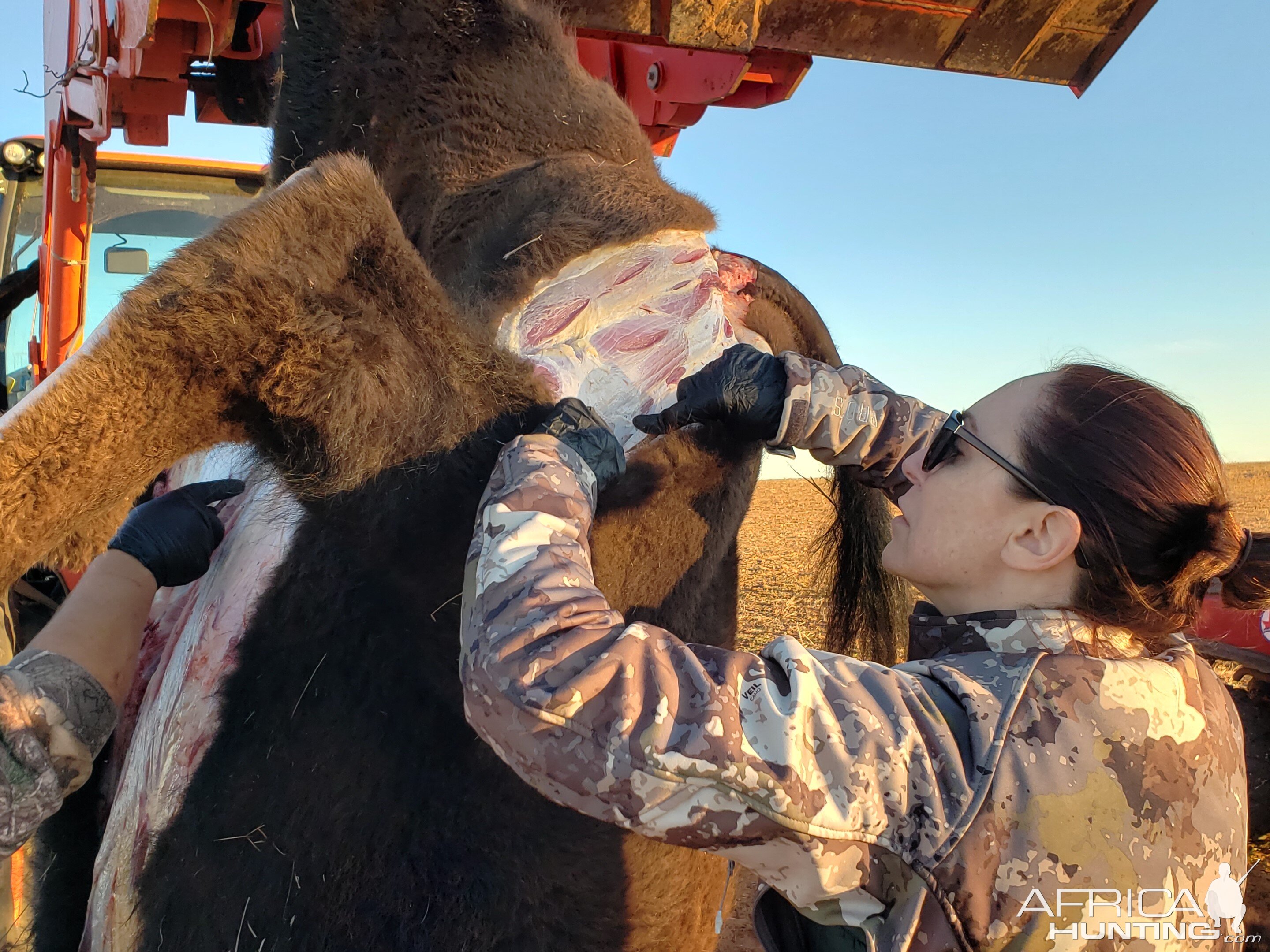 Bison Hunting Texas USA