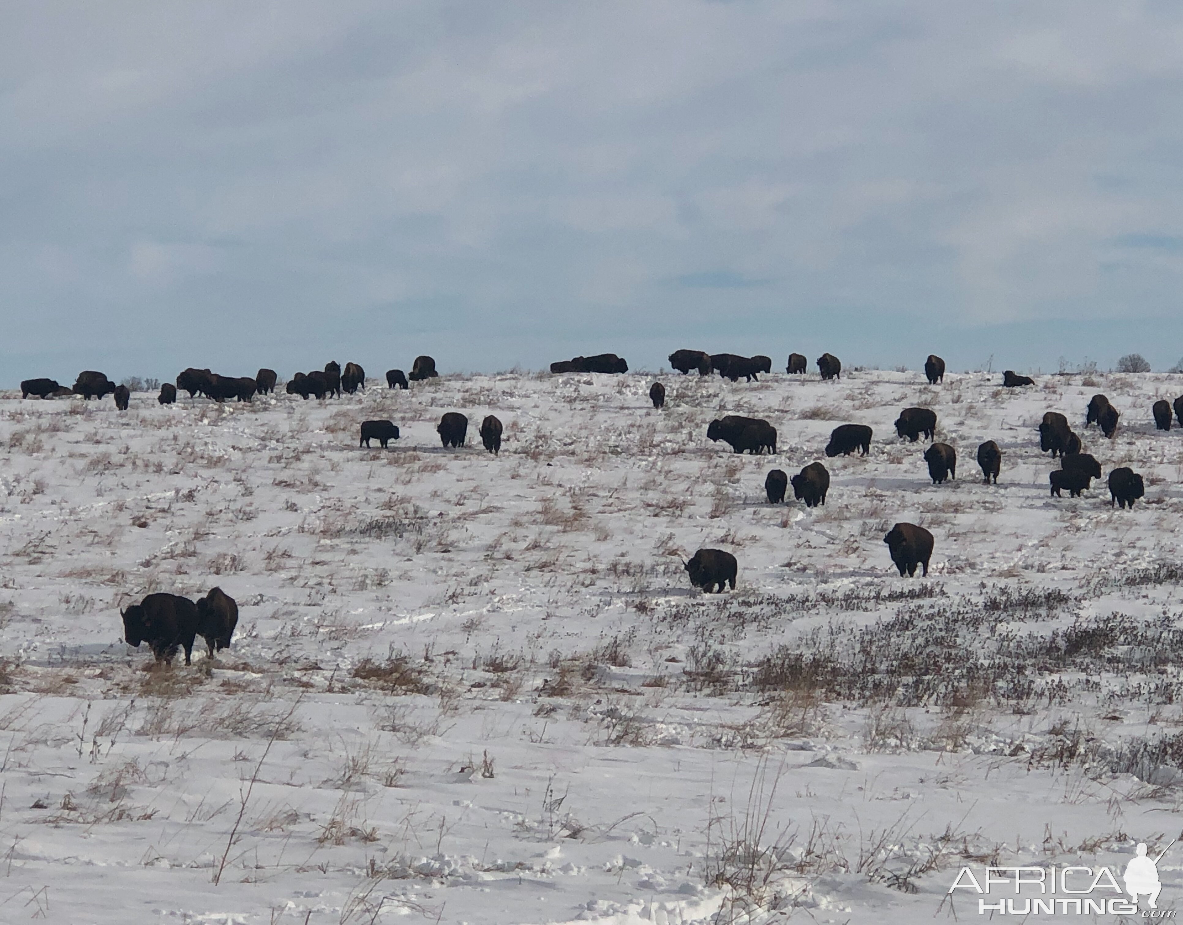 Bison in South Dakota USA