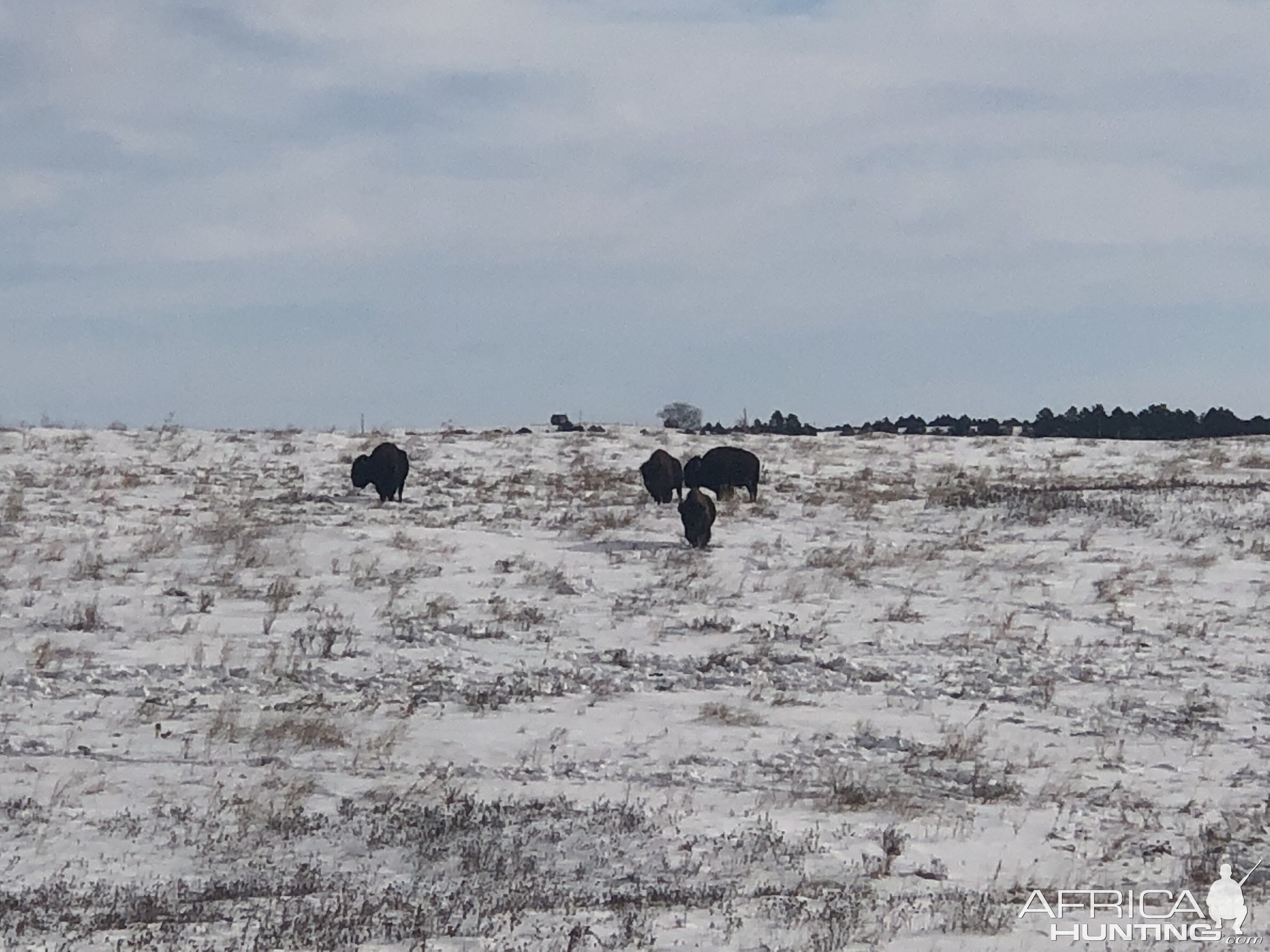 Bison in South Dakota USA