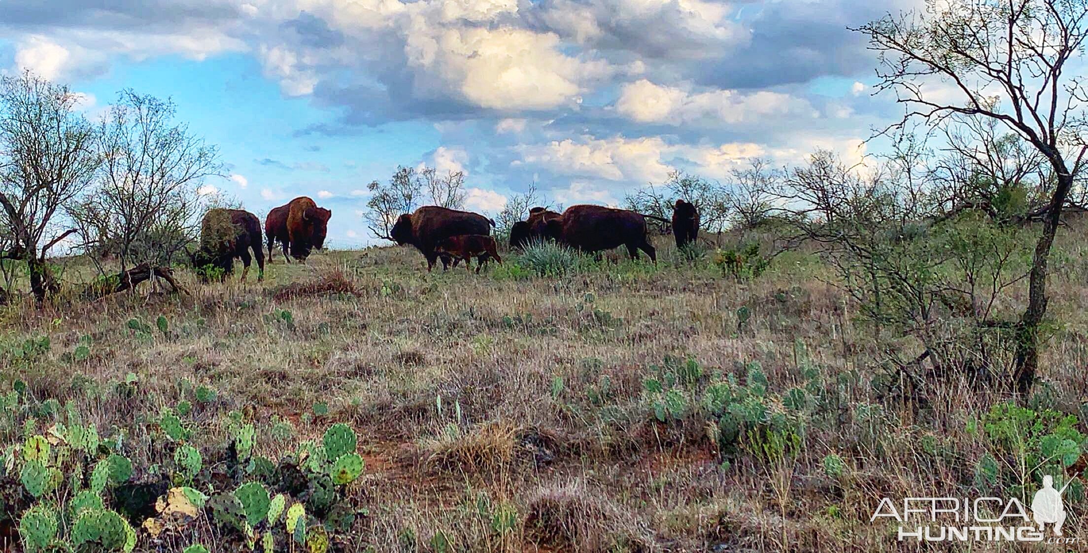 Bison In Texas USA