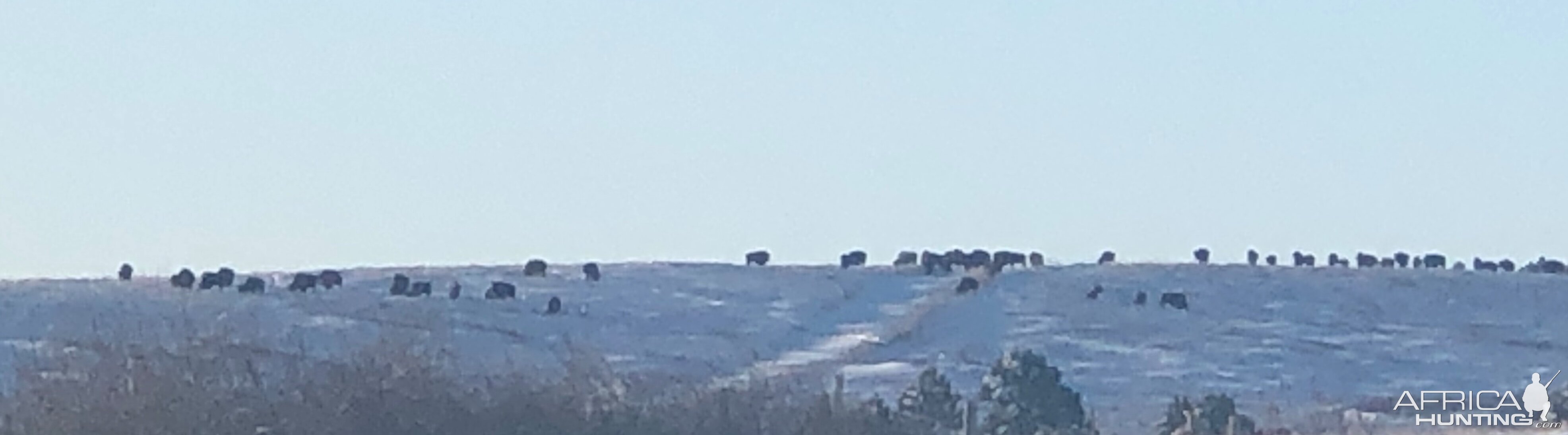 Bison on the horizon