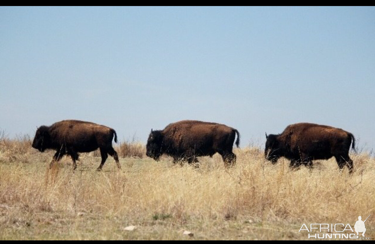 Bison Texas USA