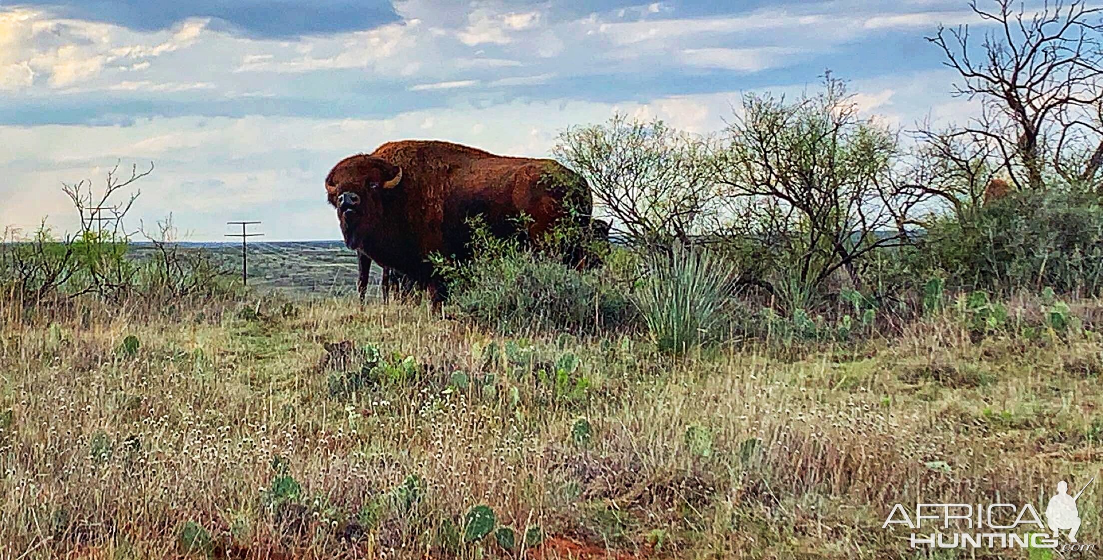 Bison Texas USA