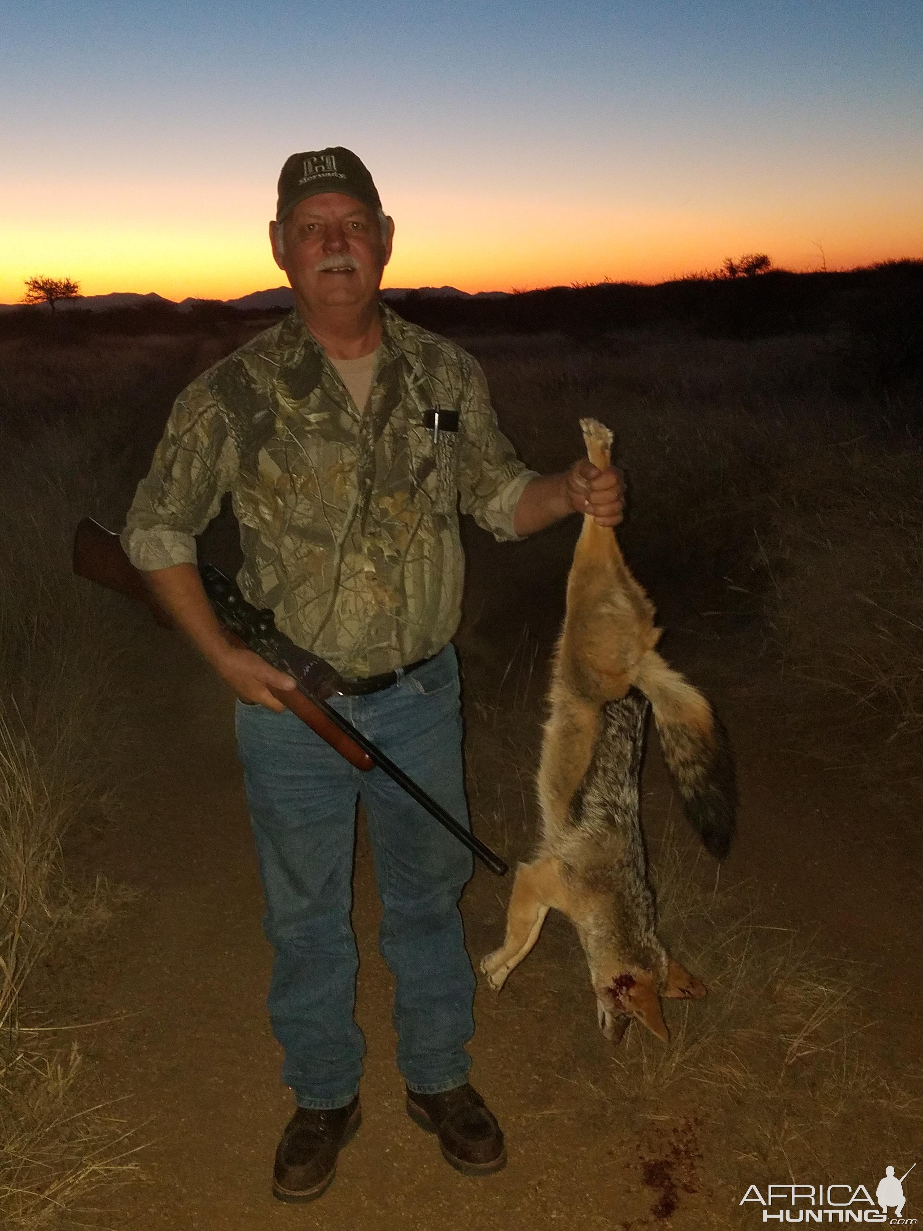 Black Back Jackal Hunt Namibia