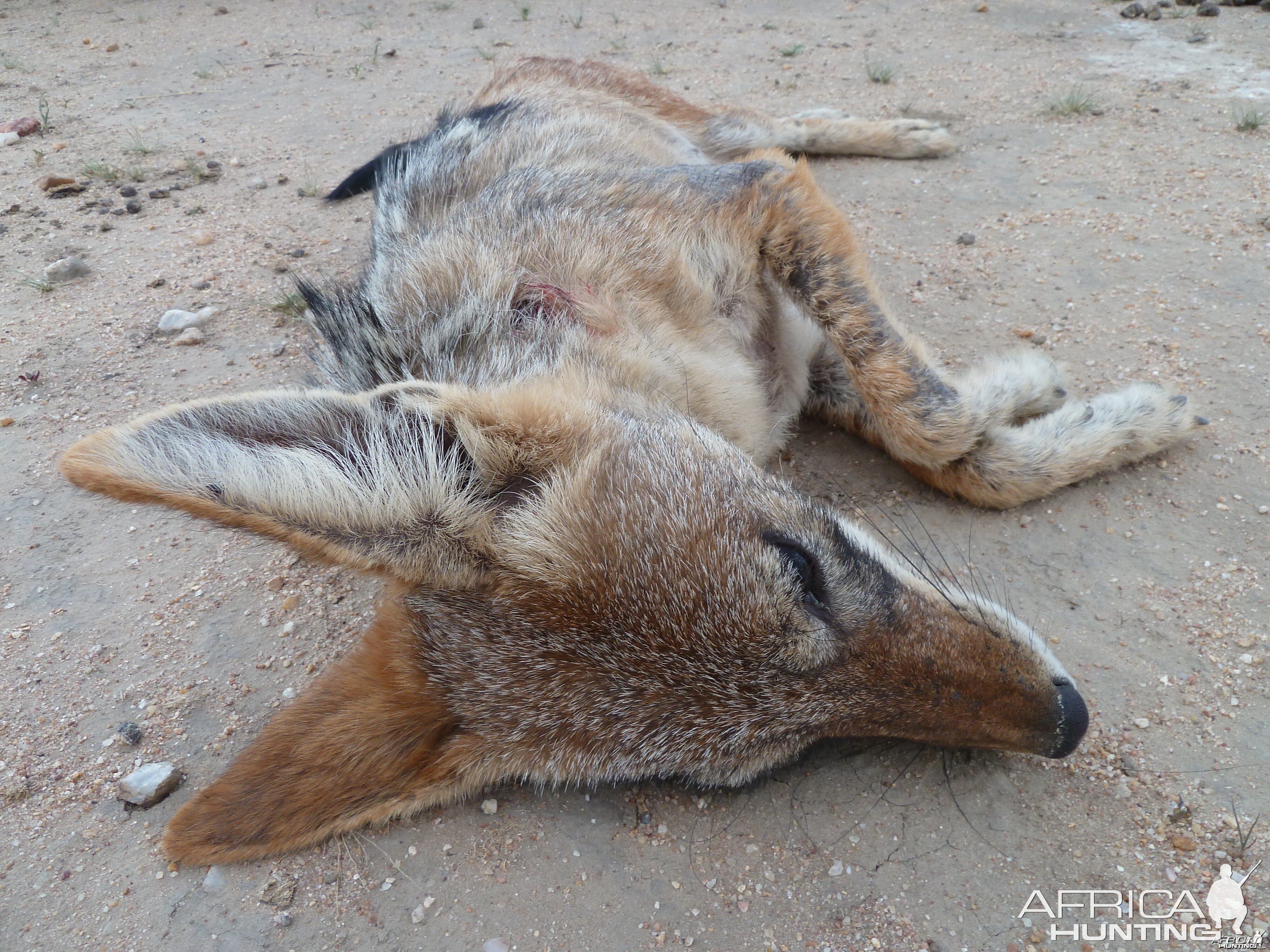 Black-Backed Jackal Namibia