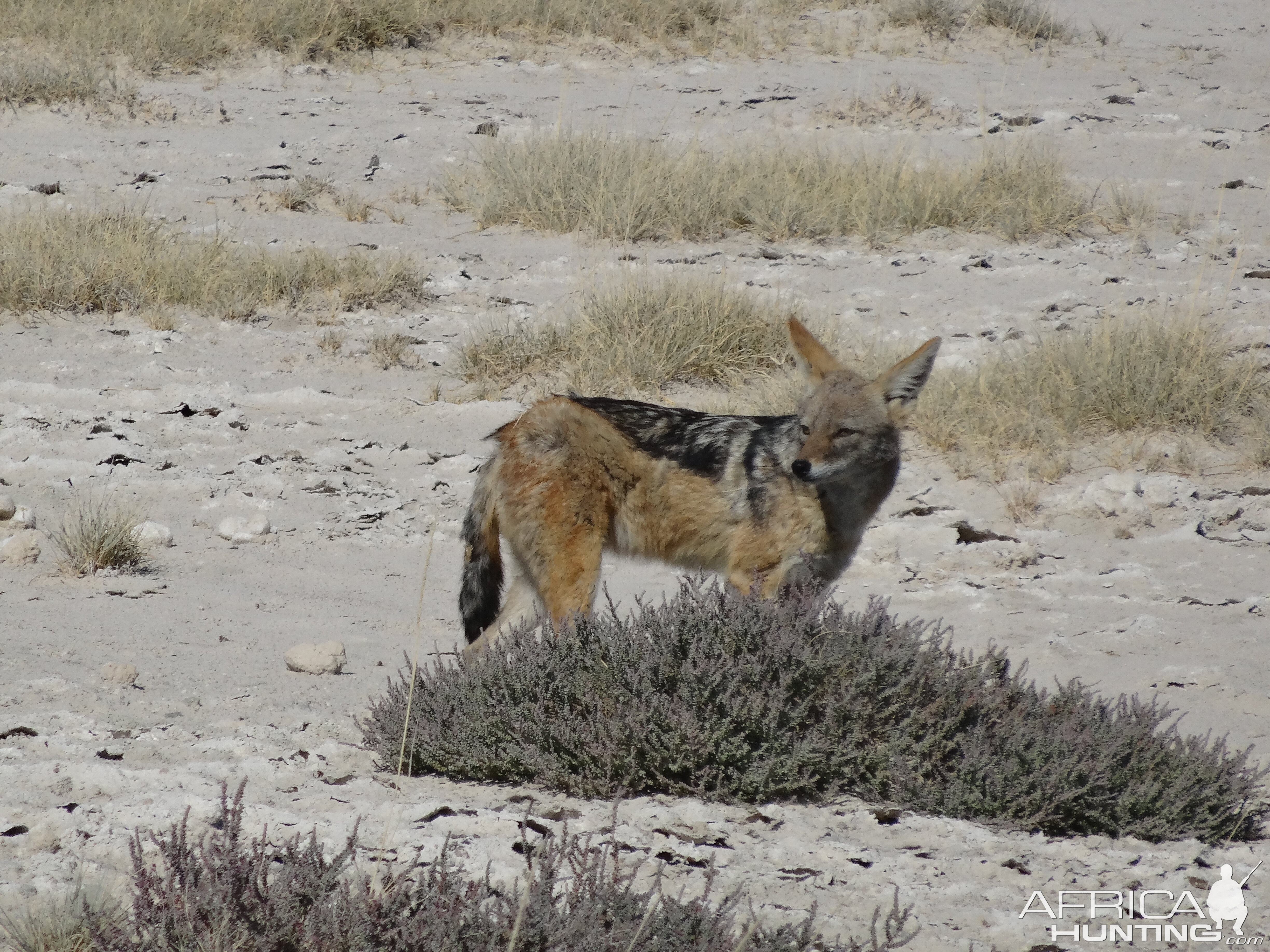 black-backed jackal