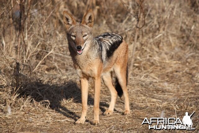 Black-backed Jackal