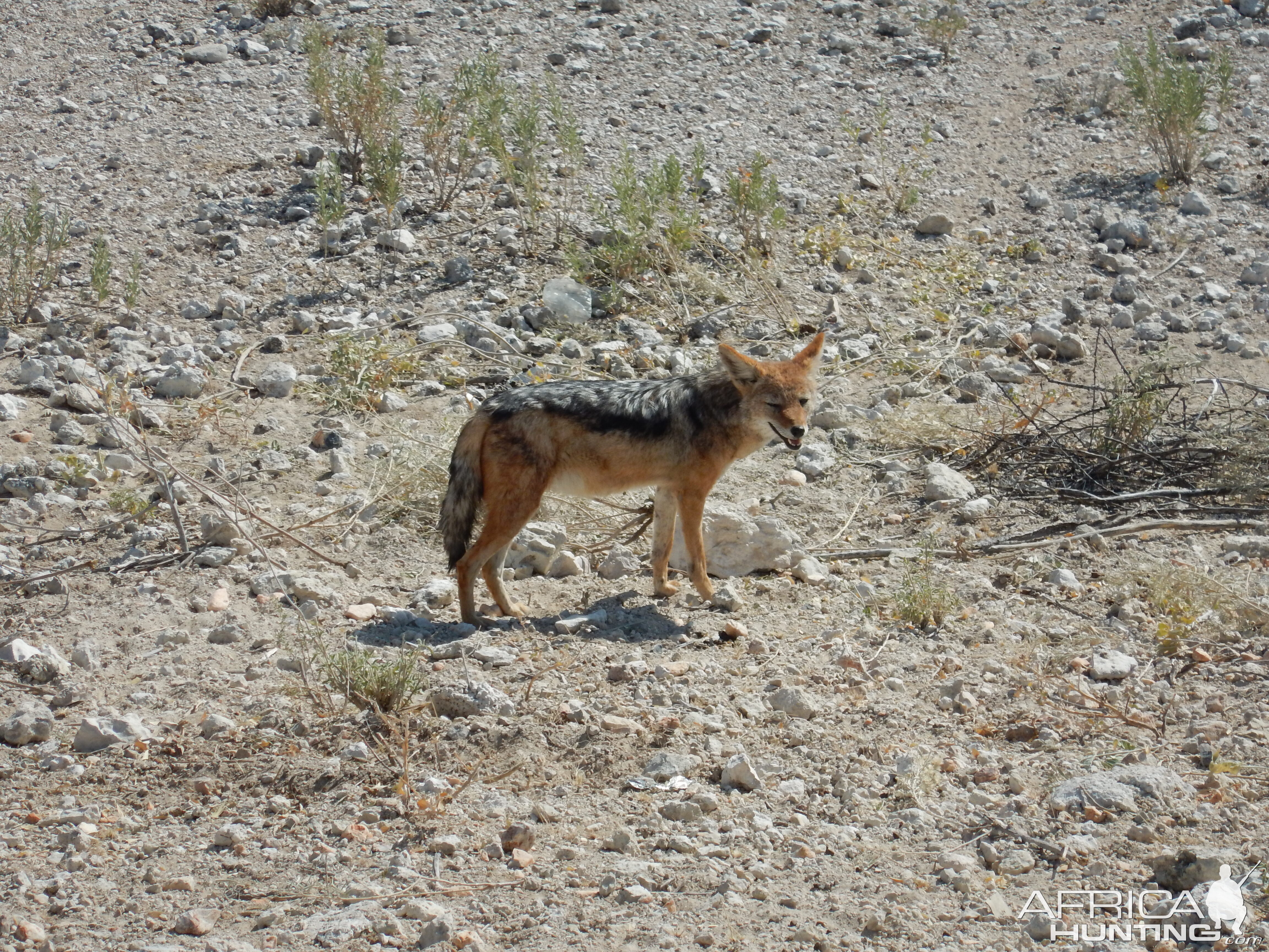 Black-backed Jackal