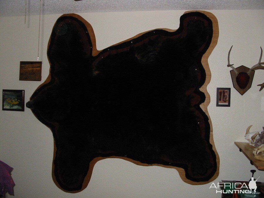 Black Bear Back Skin Taxidermy