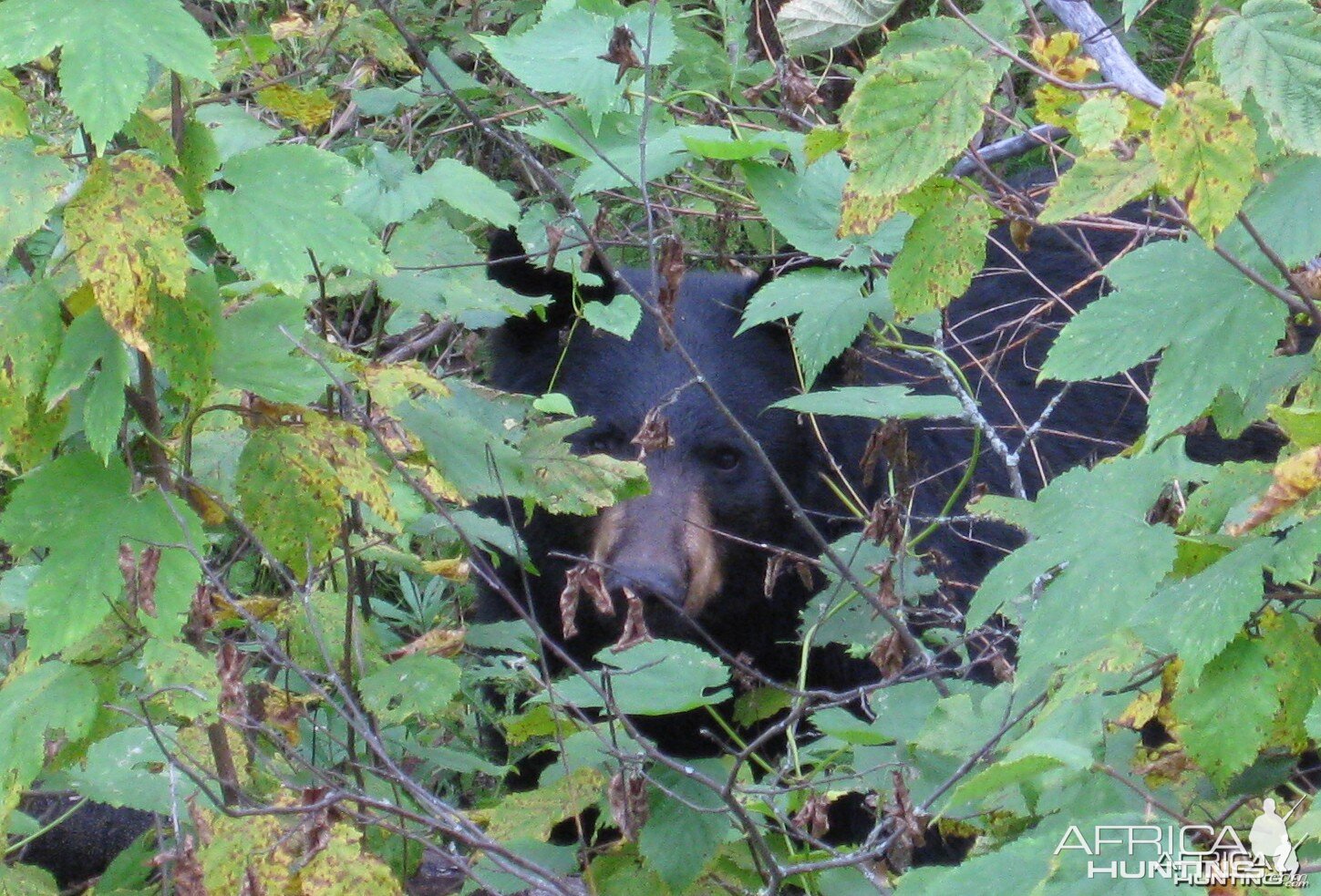 Black Bear Canada