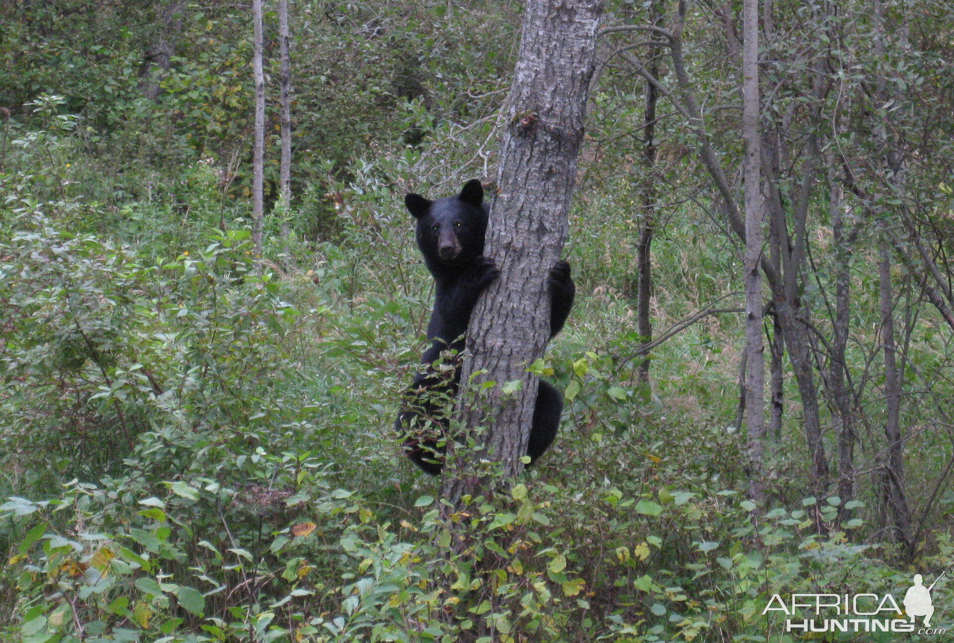 Black Bear Canada