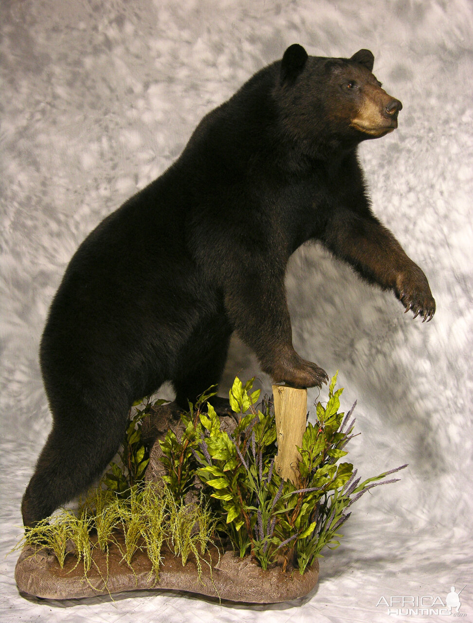 Black Bear Full Mount Taxidermy #1