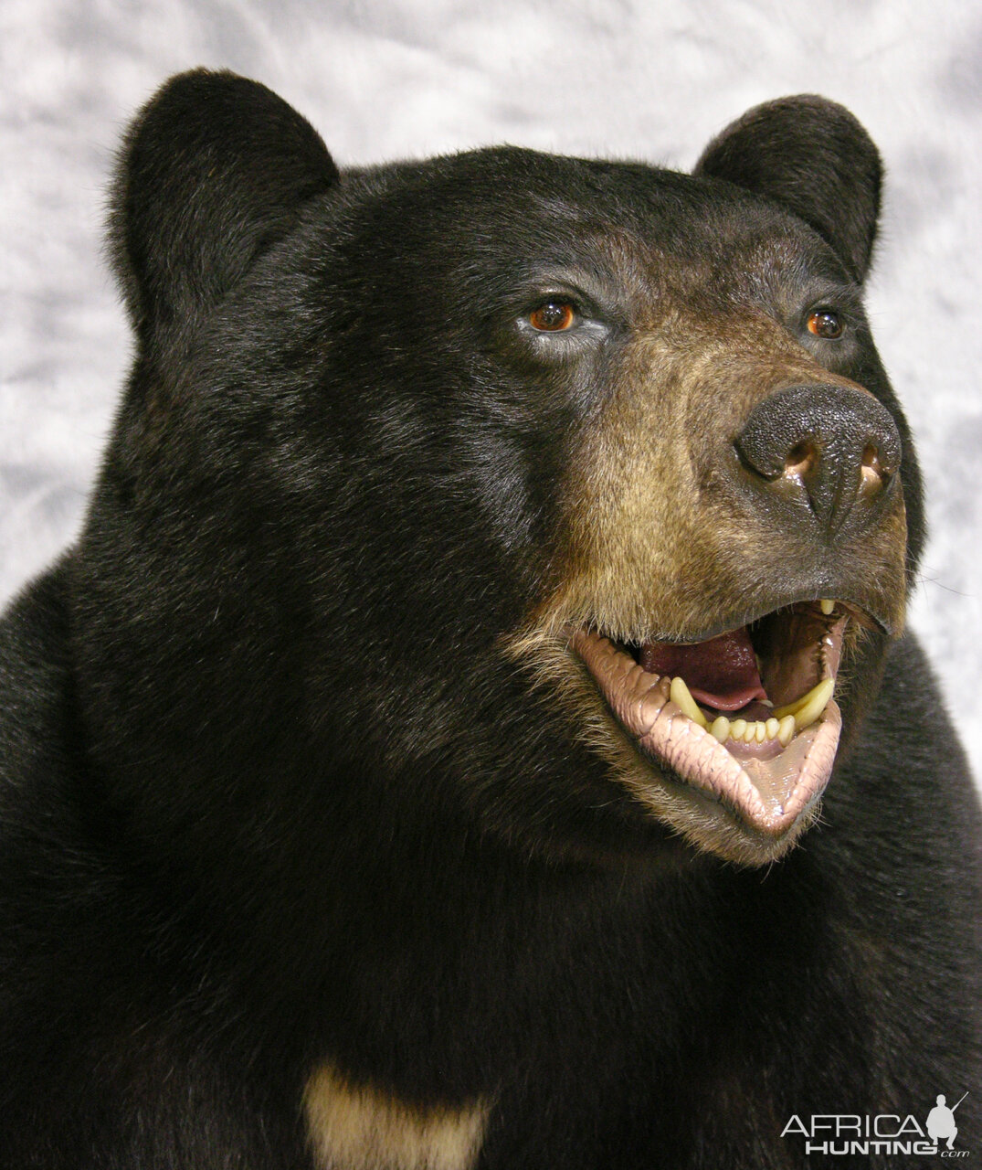 Black Bear Full Mount Taxidermy #3