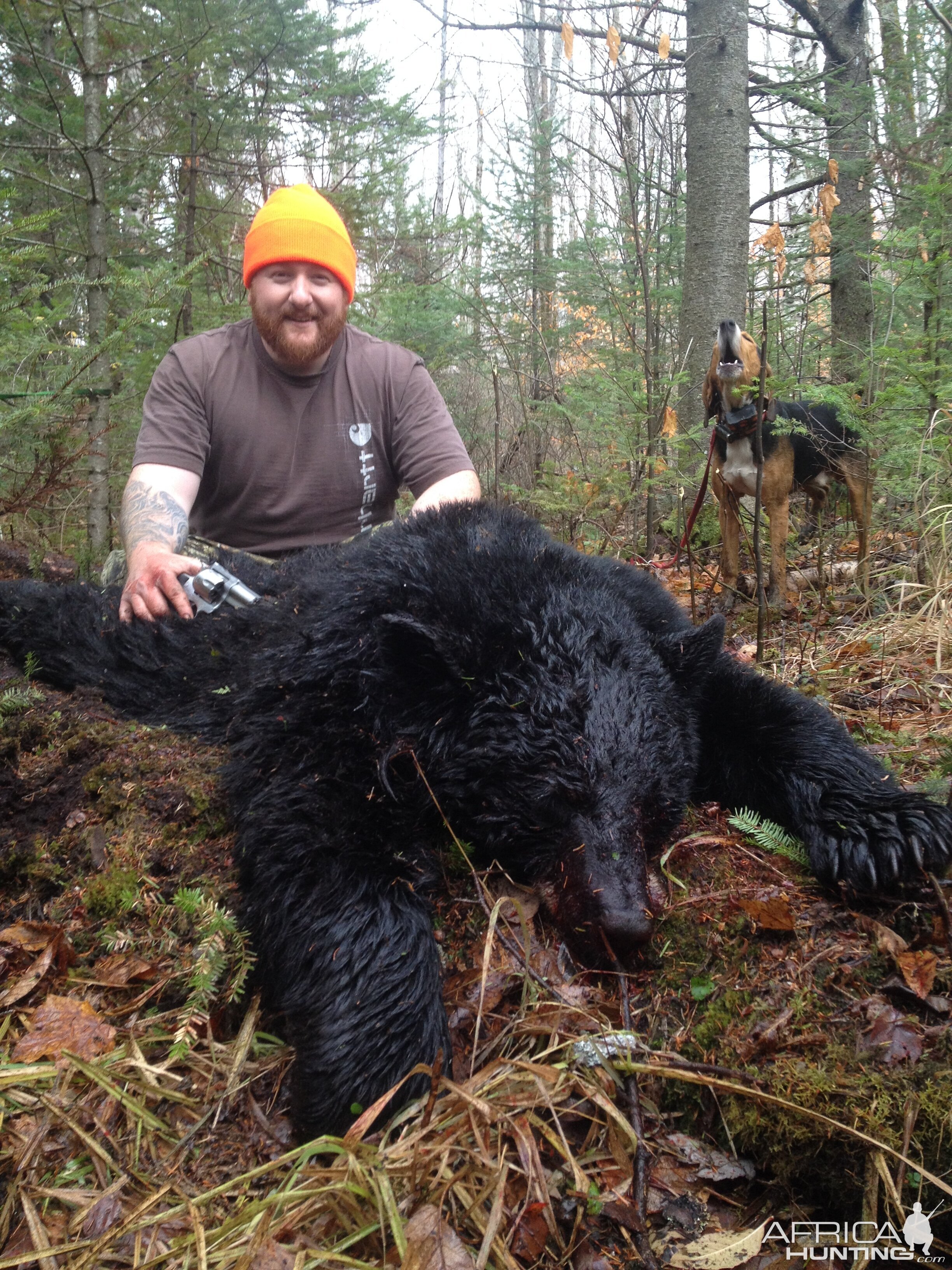 Black Bear Hunting