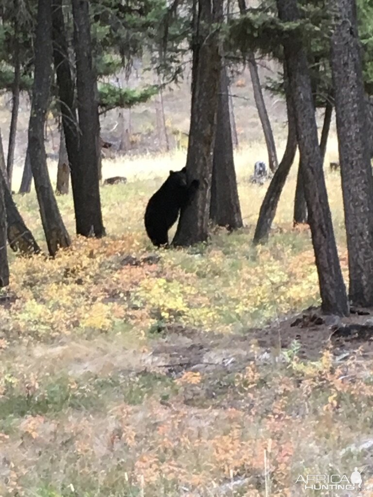 Black Bear Northwest Montana USA