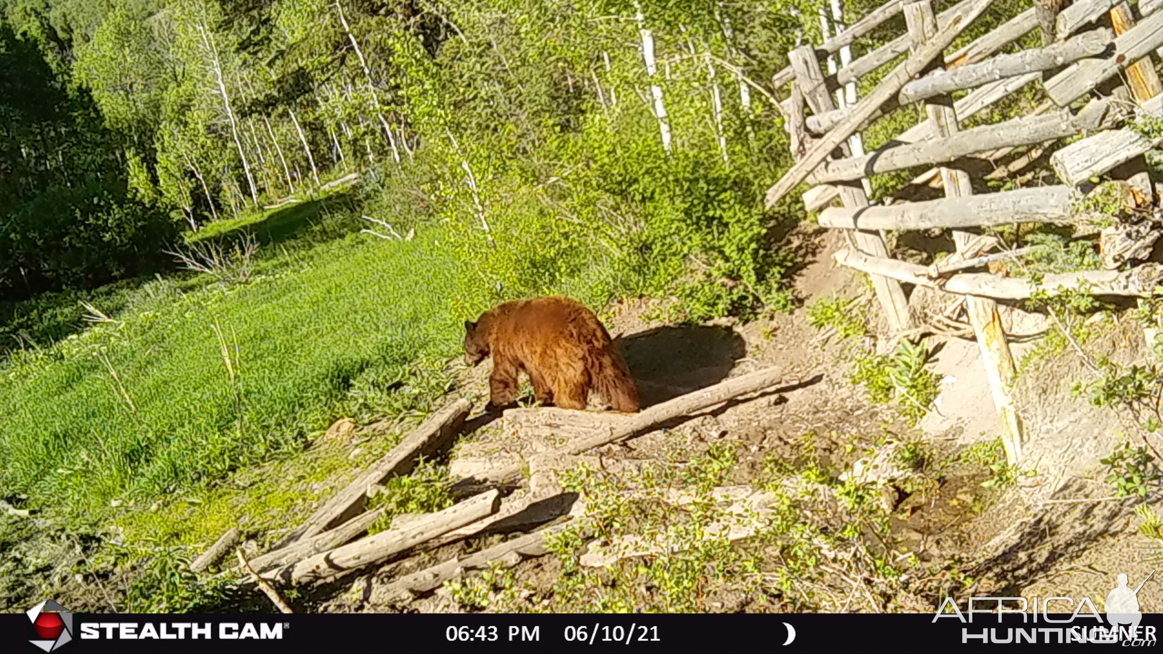 Black Bear Trail Cam