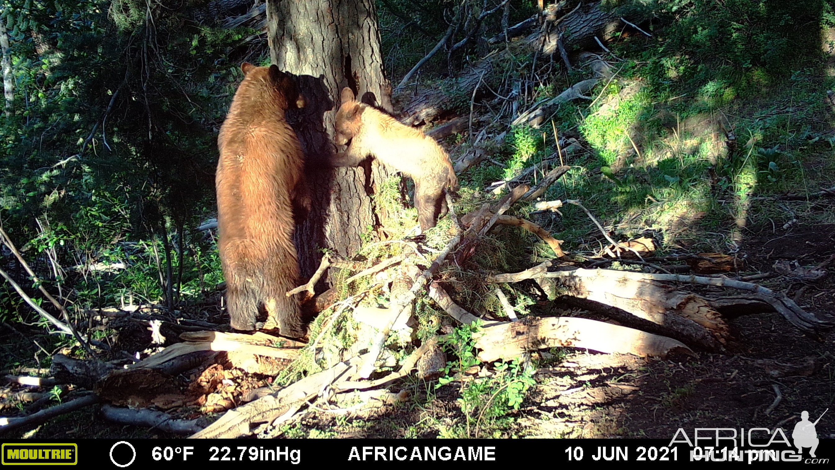 Black Bear Trail Camera Utah