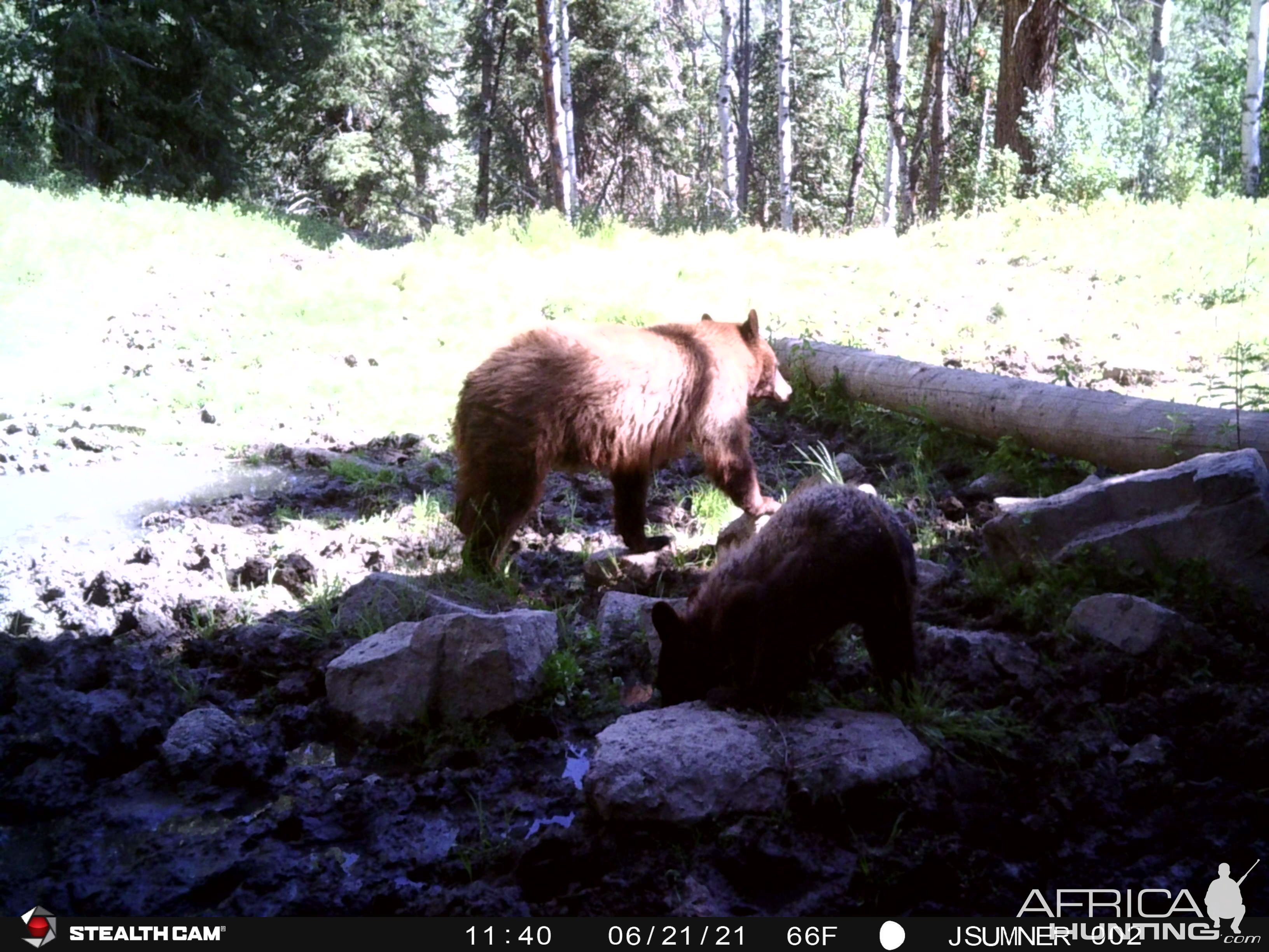 Black Bear Trail Camera Utah