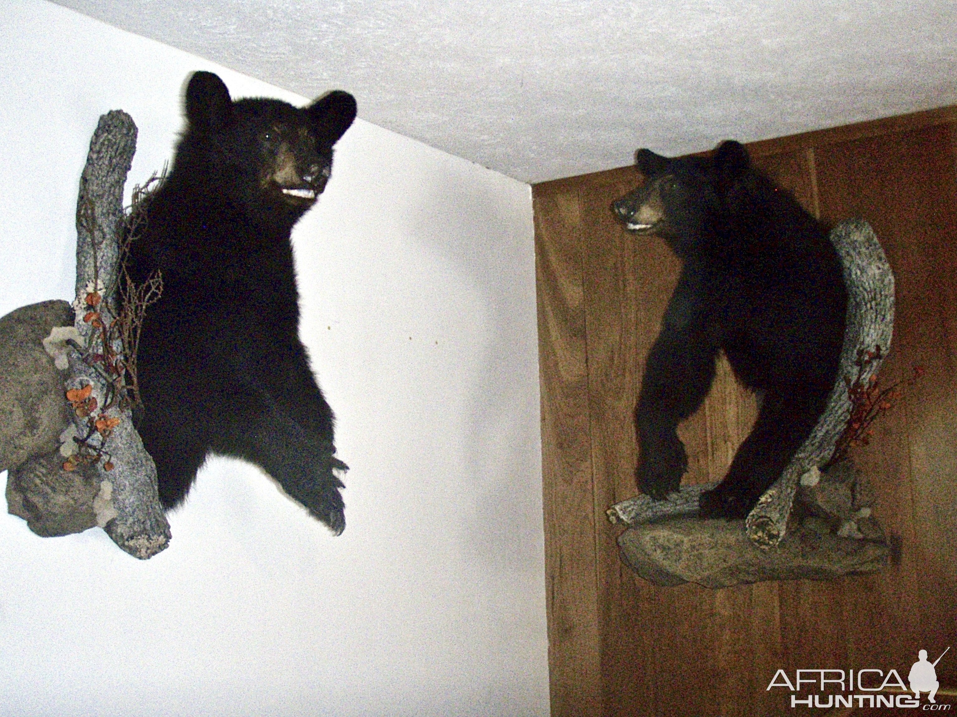 Black Bear Wall Mount Taxidermy