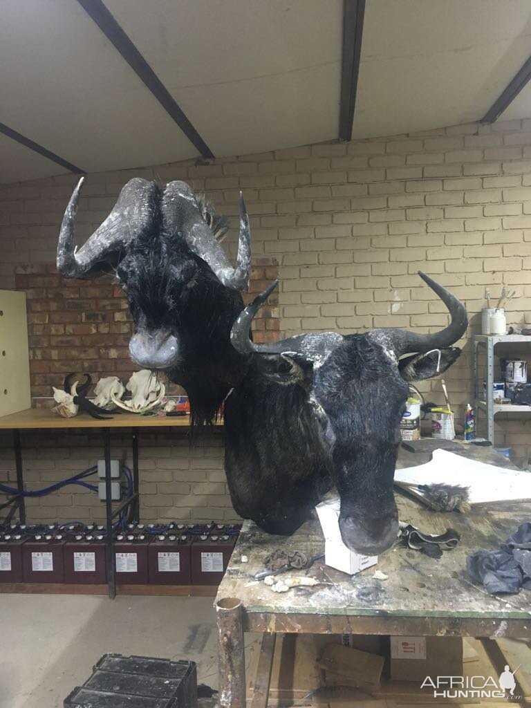 Black & Blue Wildebeest Shoulder Mount Taxidermy