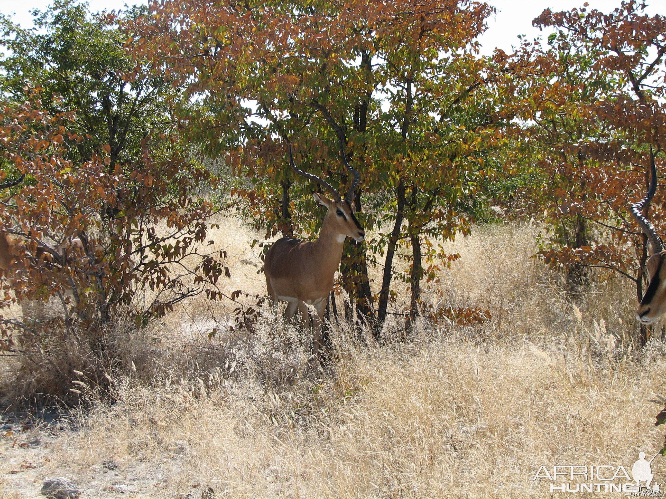 Black-faced Impala Etosha Namibia