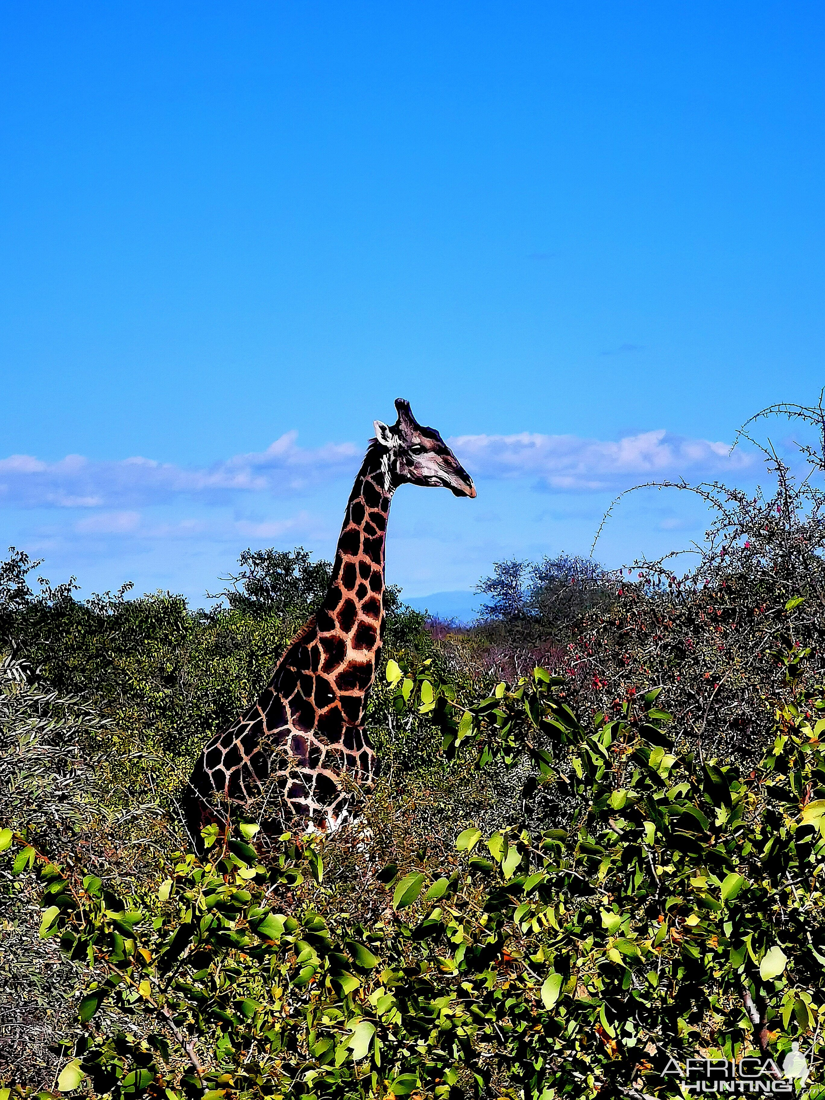 Black Giraffe Wildlife South Africa