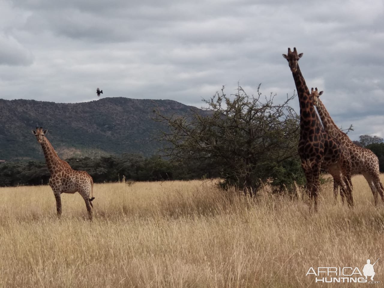 Black Giraffe