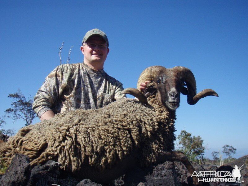 Black Hawaiian Sheep hunt on the Big Island of Hawaii