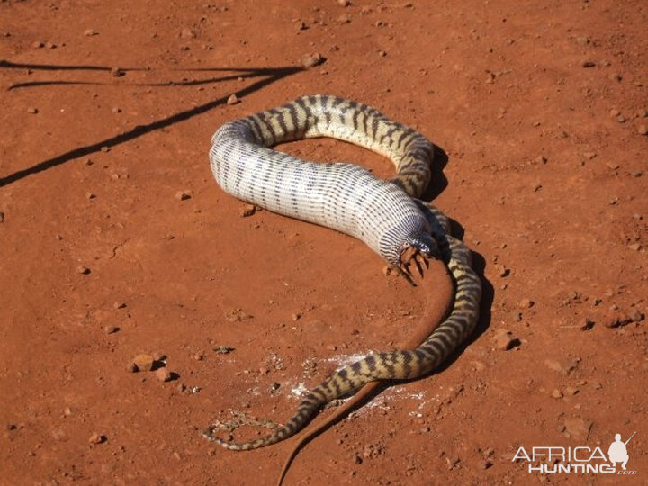 Black Headed Python swallowing Lizard