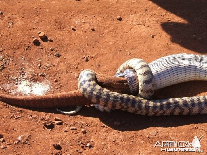 Black Headed Python swallowing Lizard