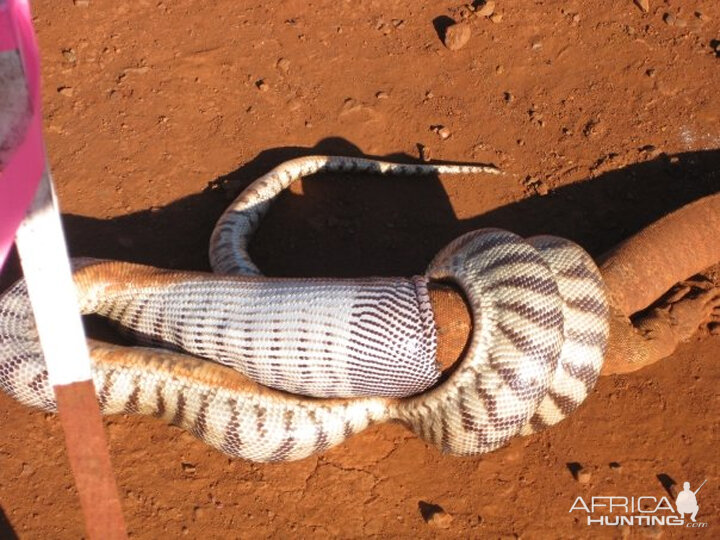 Black Headed Python swallowing Lizard