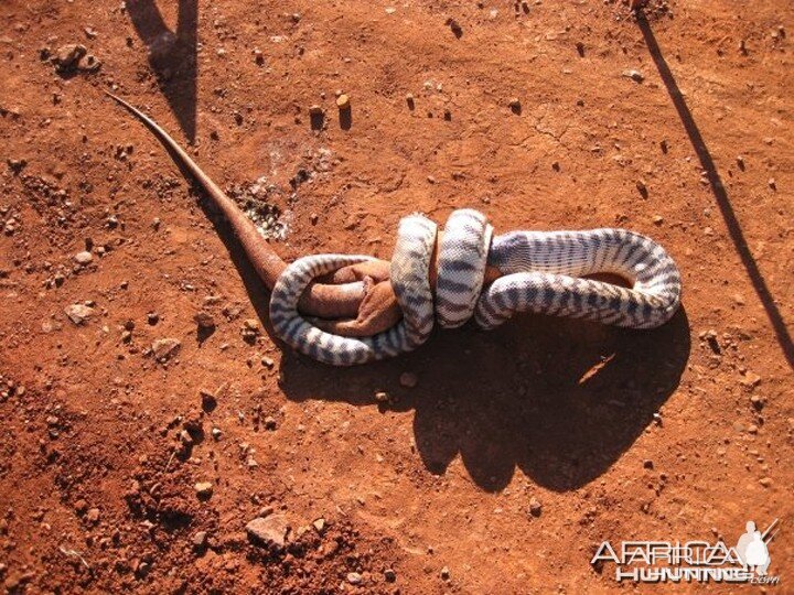 Black Headed Python swallowing Lizard