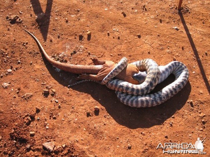 Black Headed Python swallowing Lizard