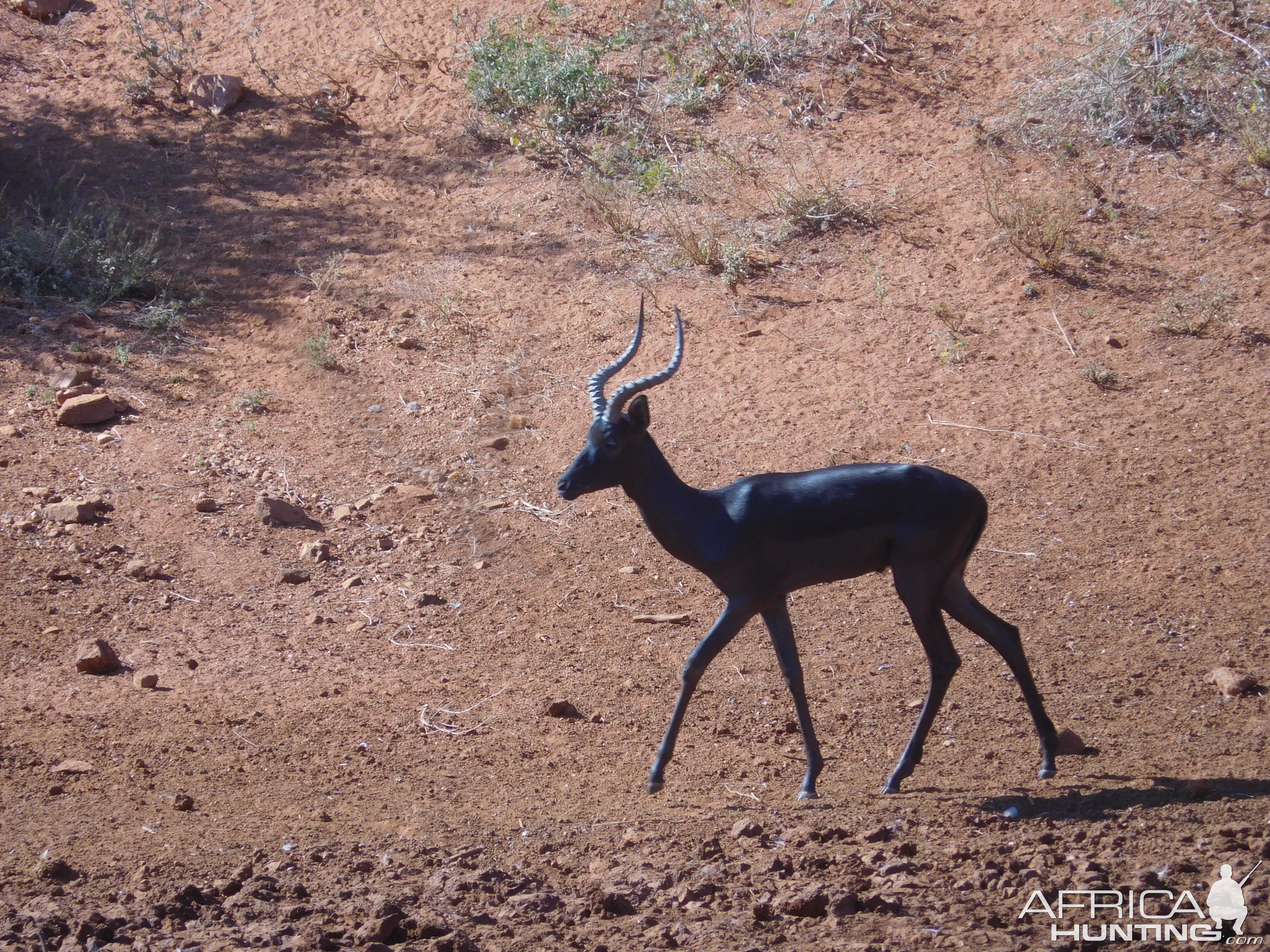 Black Impala in South Africa