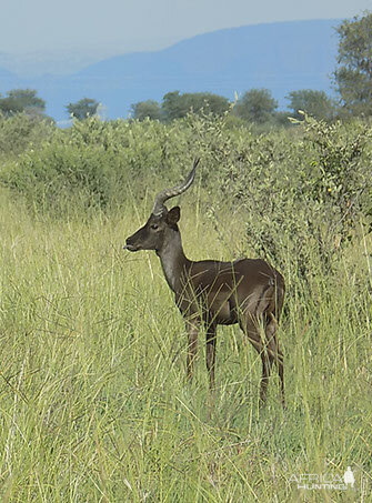 Black Impala South Africa